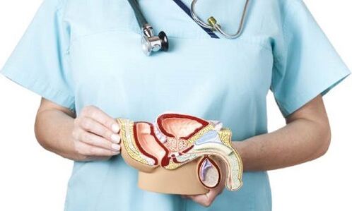 model sistem genitouriner lelaki dan rawatan prostatitis